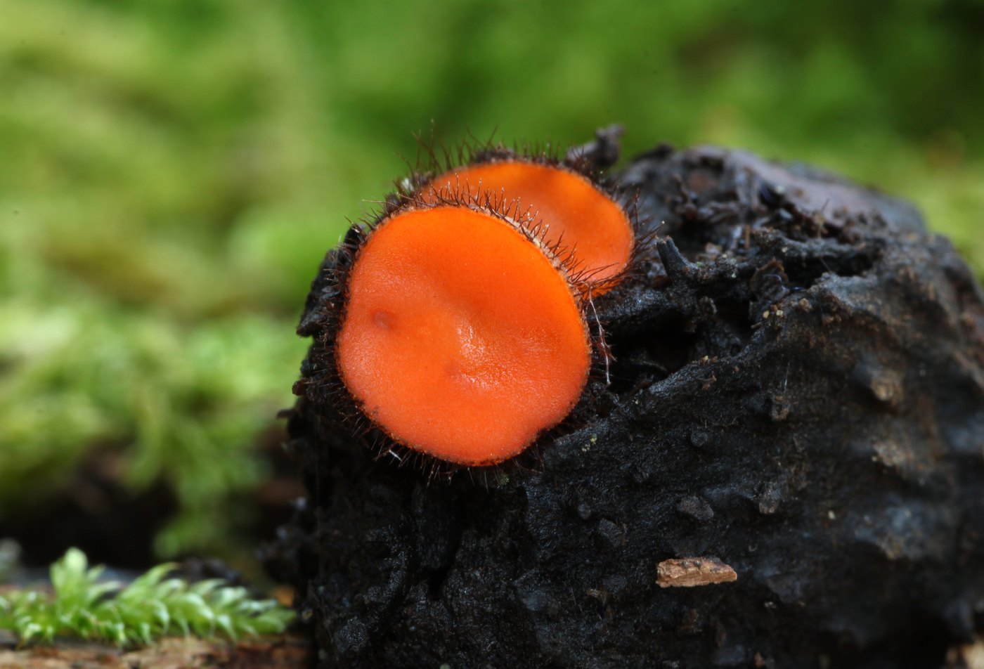Holz-Schildborstling — Fotos 1