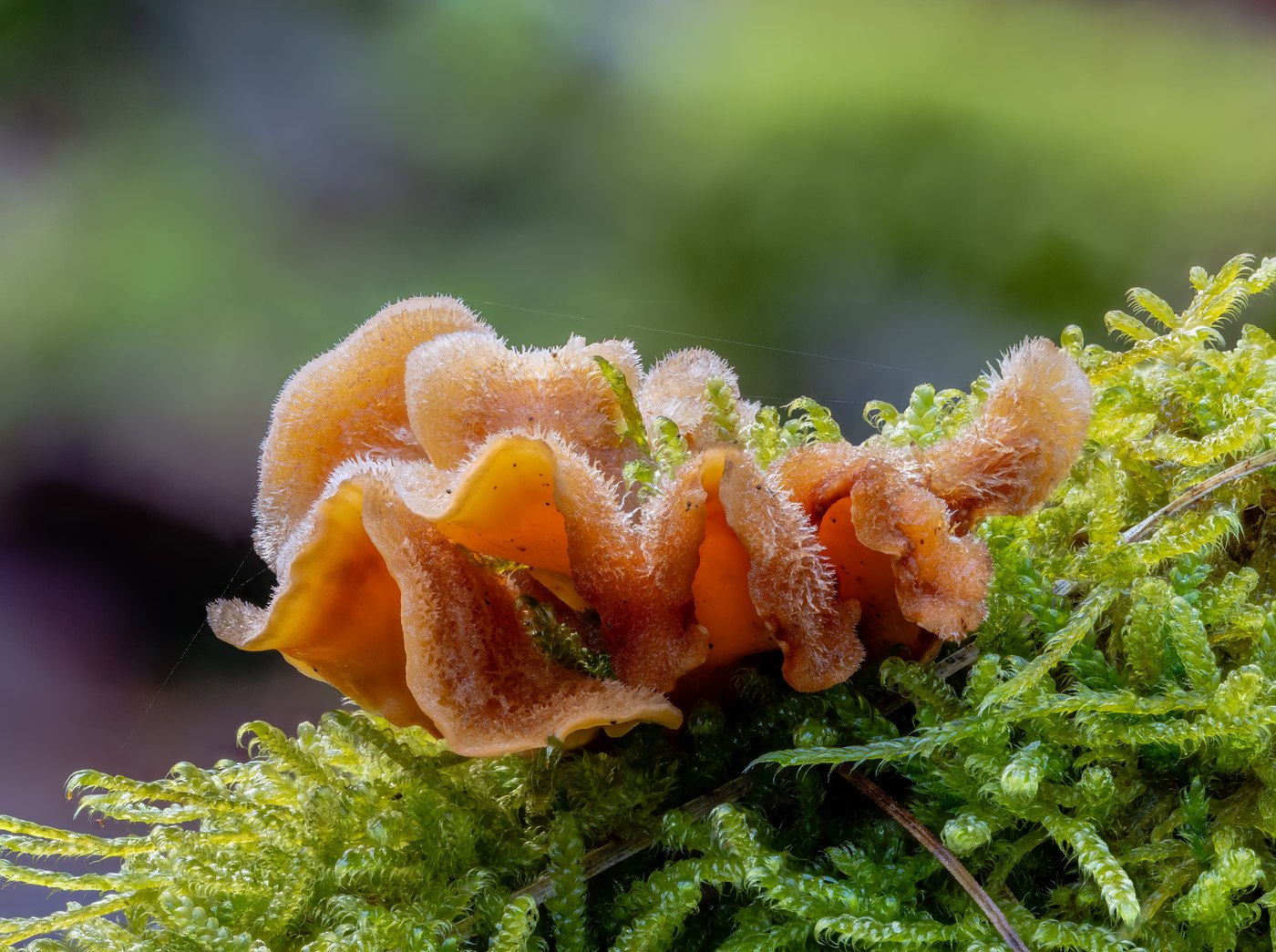 False turkey tail — Photographs 1