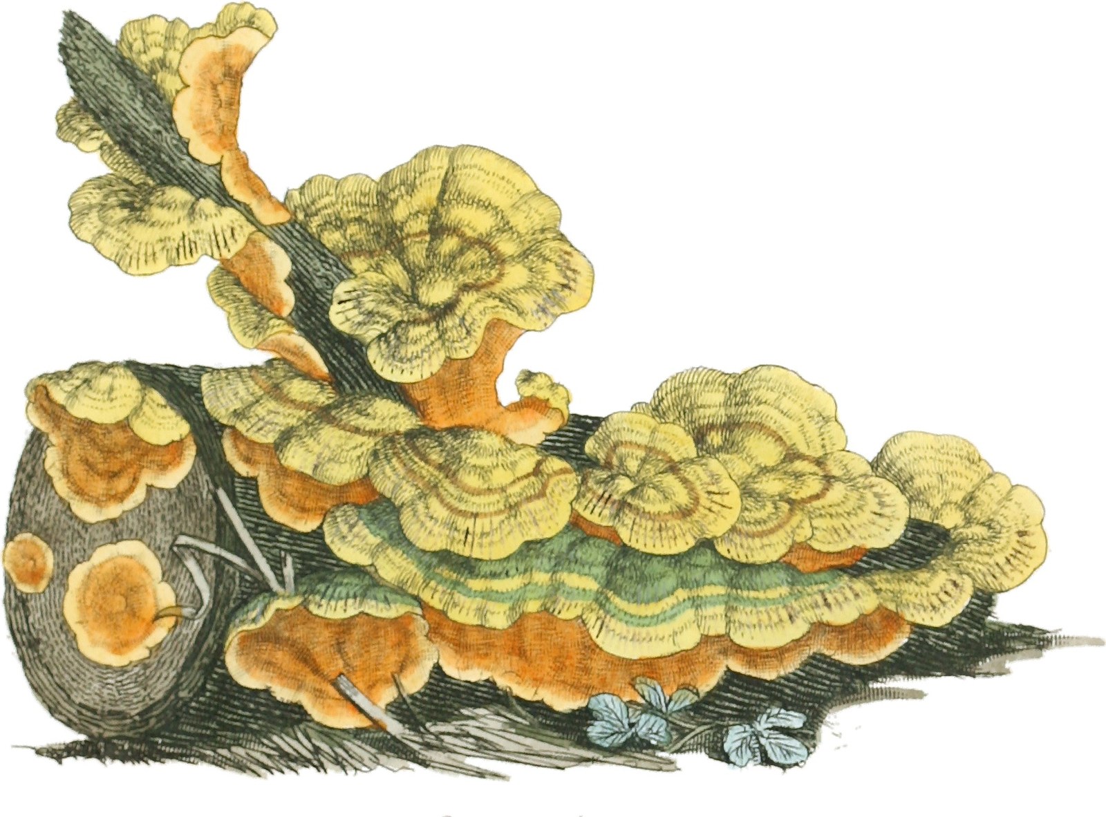 False turkey tail — Photographs 2