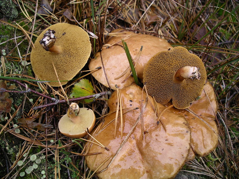 Bovine bolete — Photographs 1