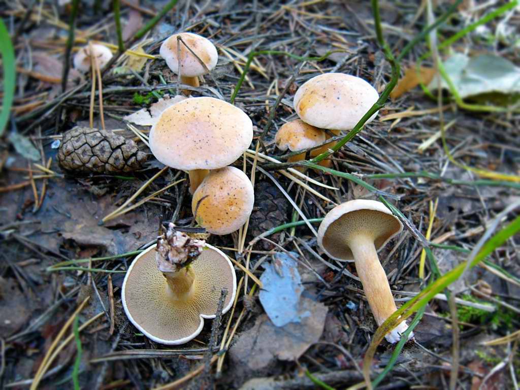 Bovine bolete — Photographs 2