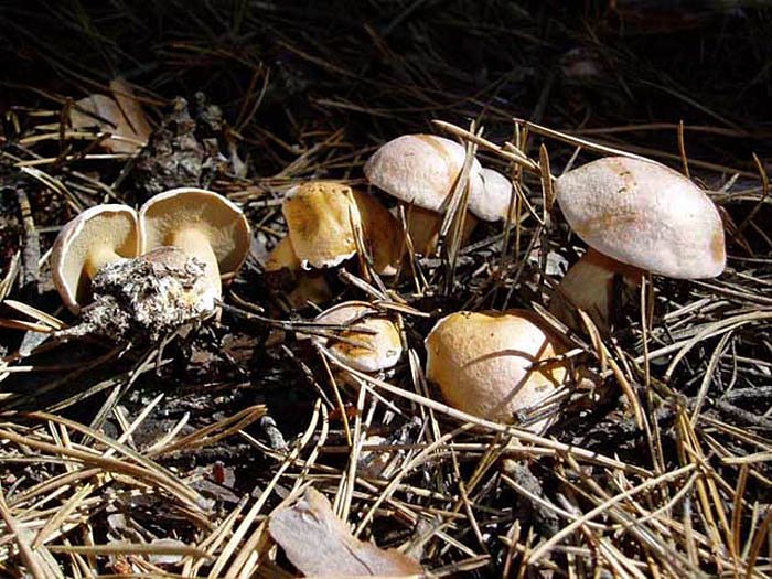 Bovine bolete — Photographs 3