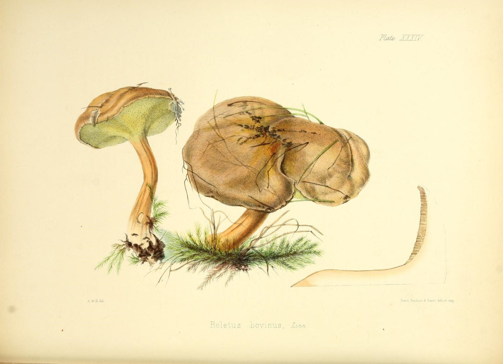 Bovine bolete — Photographs 4