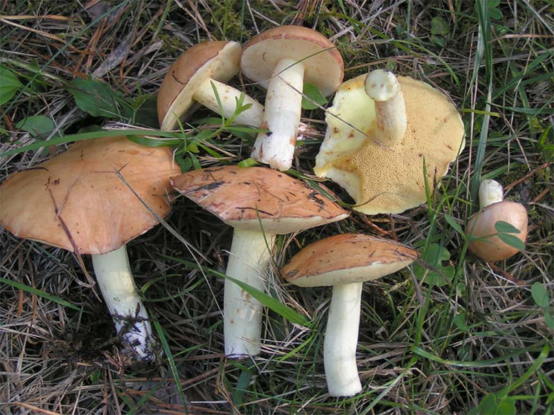 Weeping bolete — Photographs 1