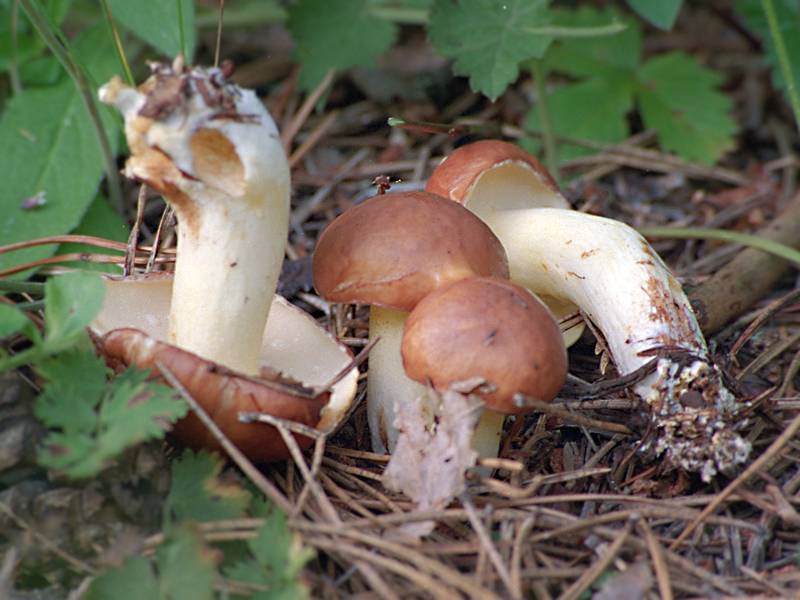 Weeping bolete — Photographs 2