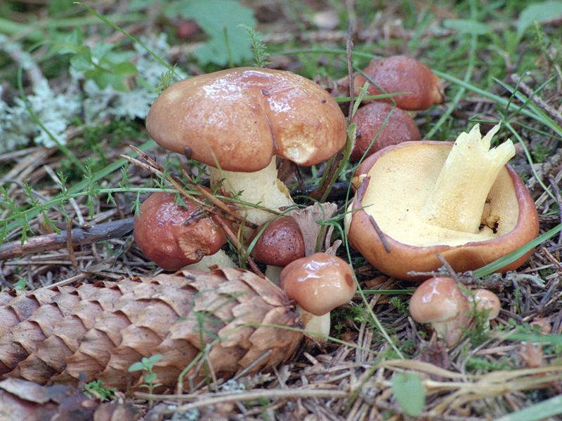 Weeping bolete — Photographs 3