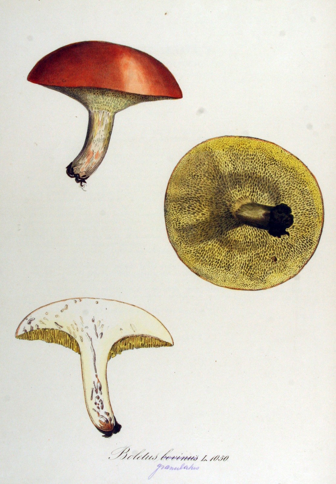 Weeping bolete — Photographs 4