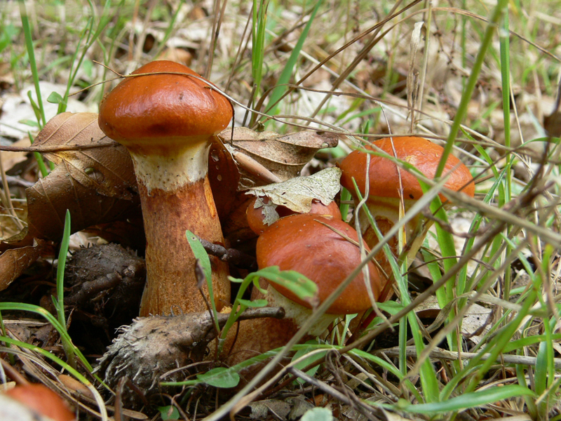 Tamarack jack — Photographs 1