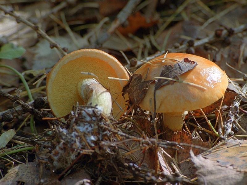 Tamarack jack — Photographs 2