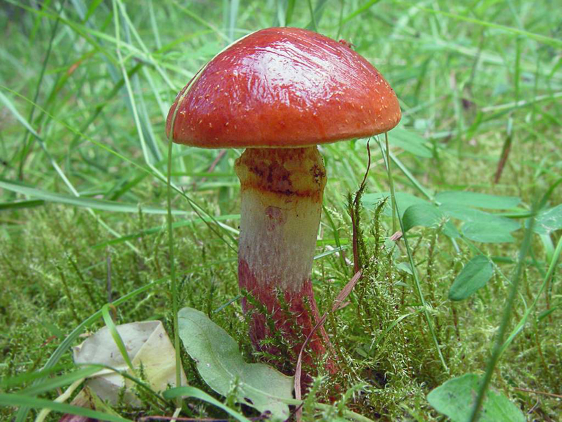 Tamarack jack — Photographs 3