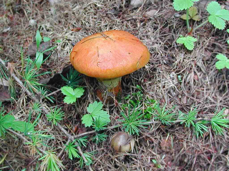 Tamarack jack — Photographs 4