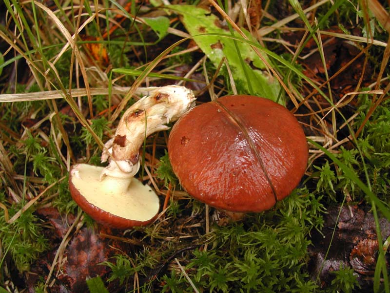 Slippery Jack — Photographs 2