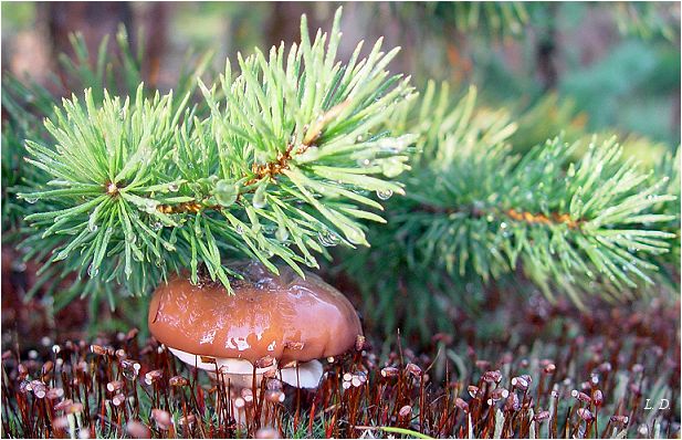 Slippery Jack — Photographs 3