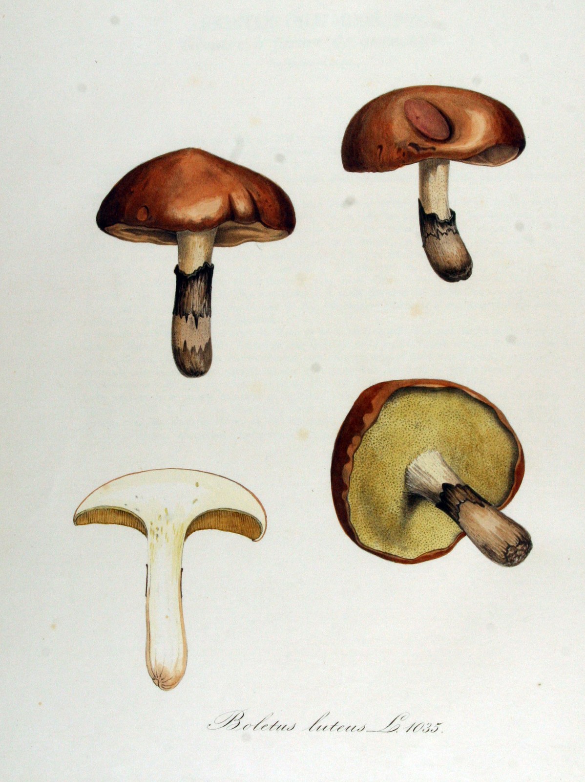Slippery Jack — Photographs 4