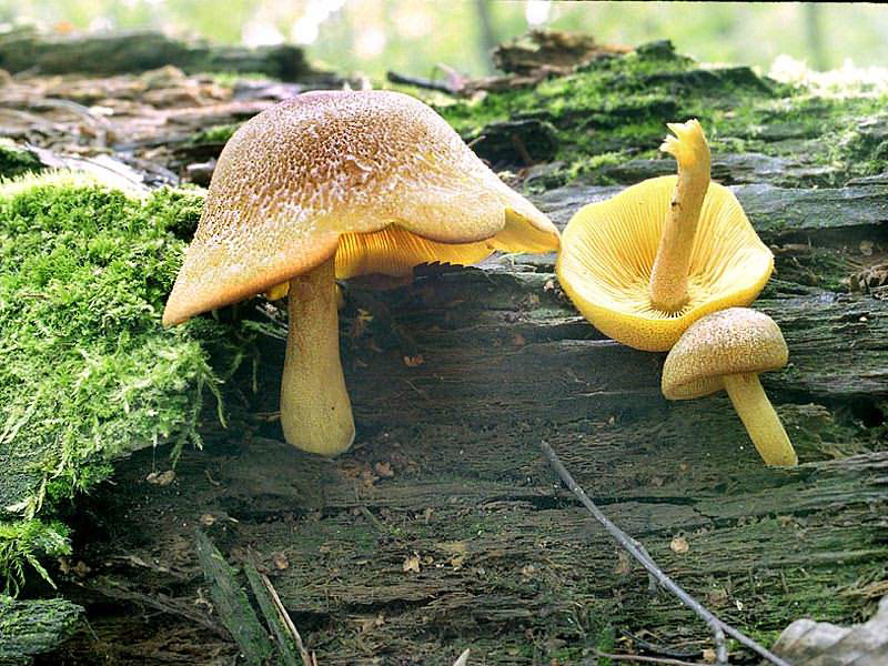 Olivgelber Holzritterling — Fotos 1