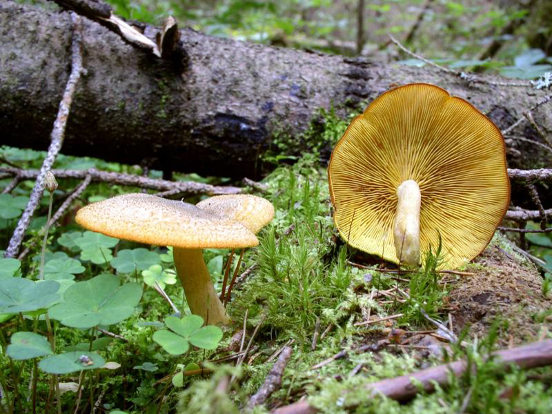 Olivgelber Holzritterling — Fotos 2