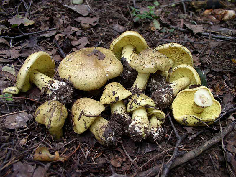 Зеленушка — Фотографии 1