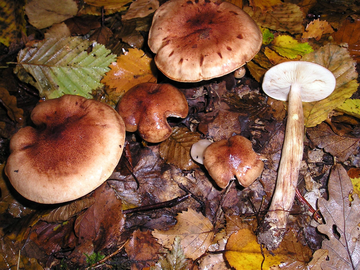Gelbblättriger Ritterling — Fotos 1