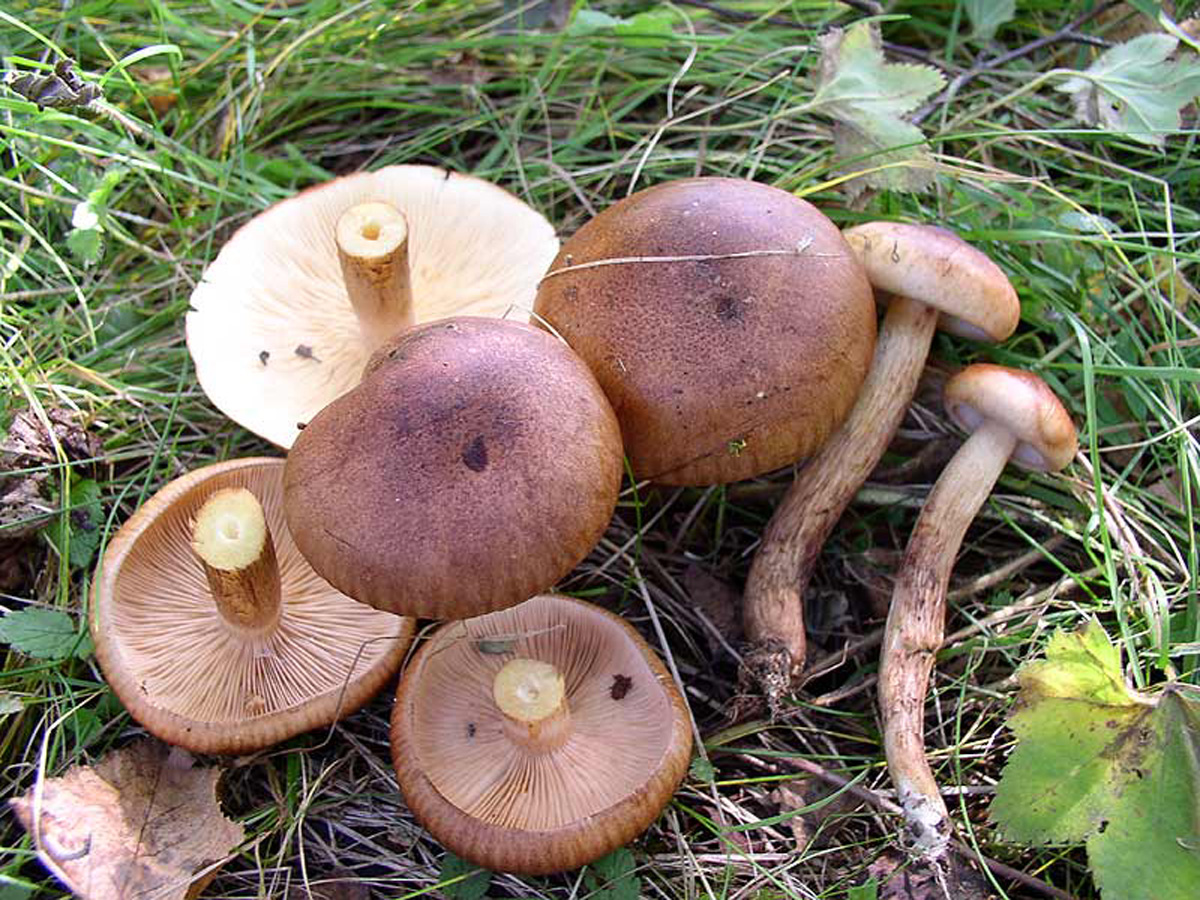 Gelbblättriger Ritterling — Fotos 2