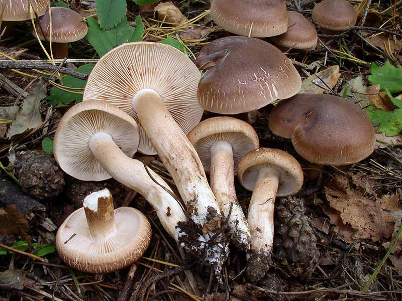 Feinschuppiger Ritterling — Fotos 1
