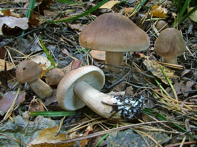 Feinschuppiger Ritterling — Fotos 2