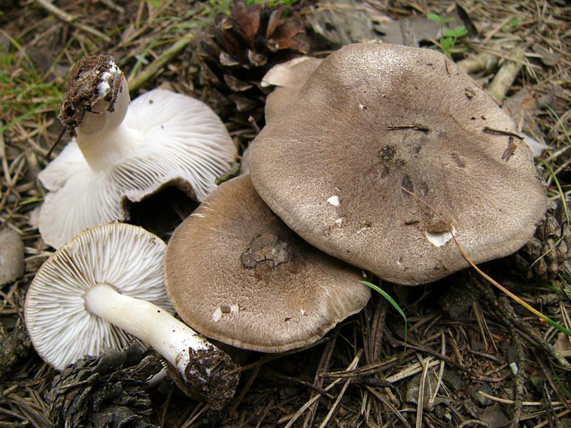 Tricholoma terreum — Photographs 1