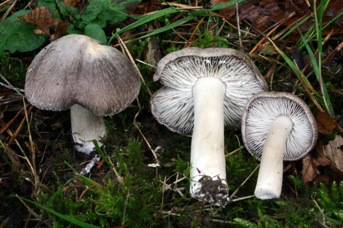 Tricholoma terreum — Photographs 2