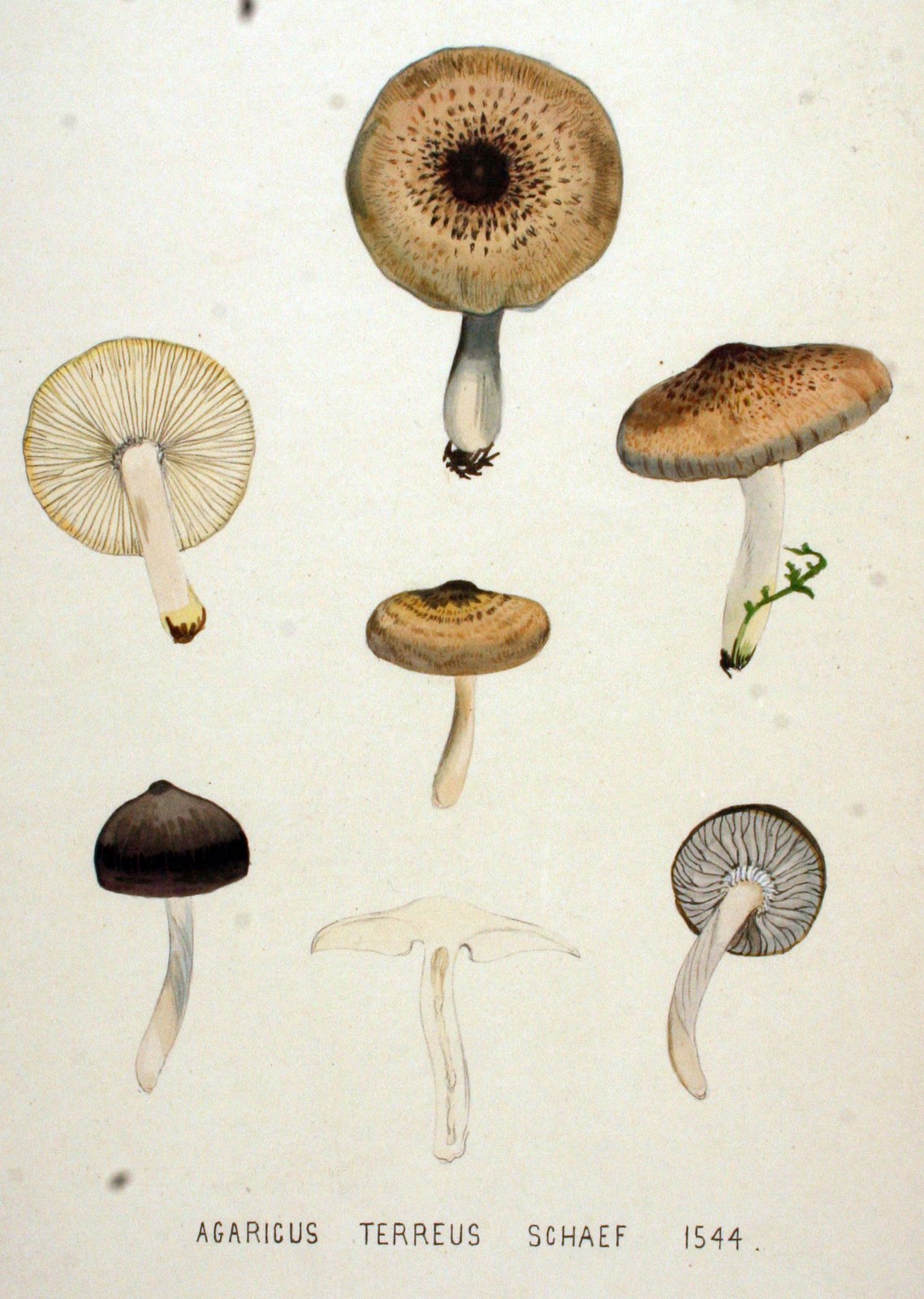Tricholoma terreum — Photographs 3