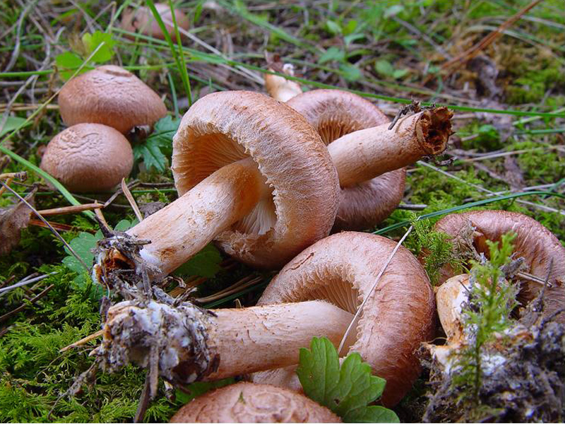 Bärtiger Ritterling — Fotos 1