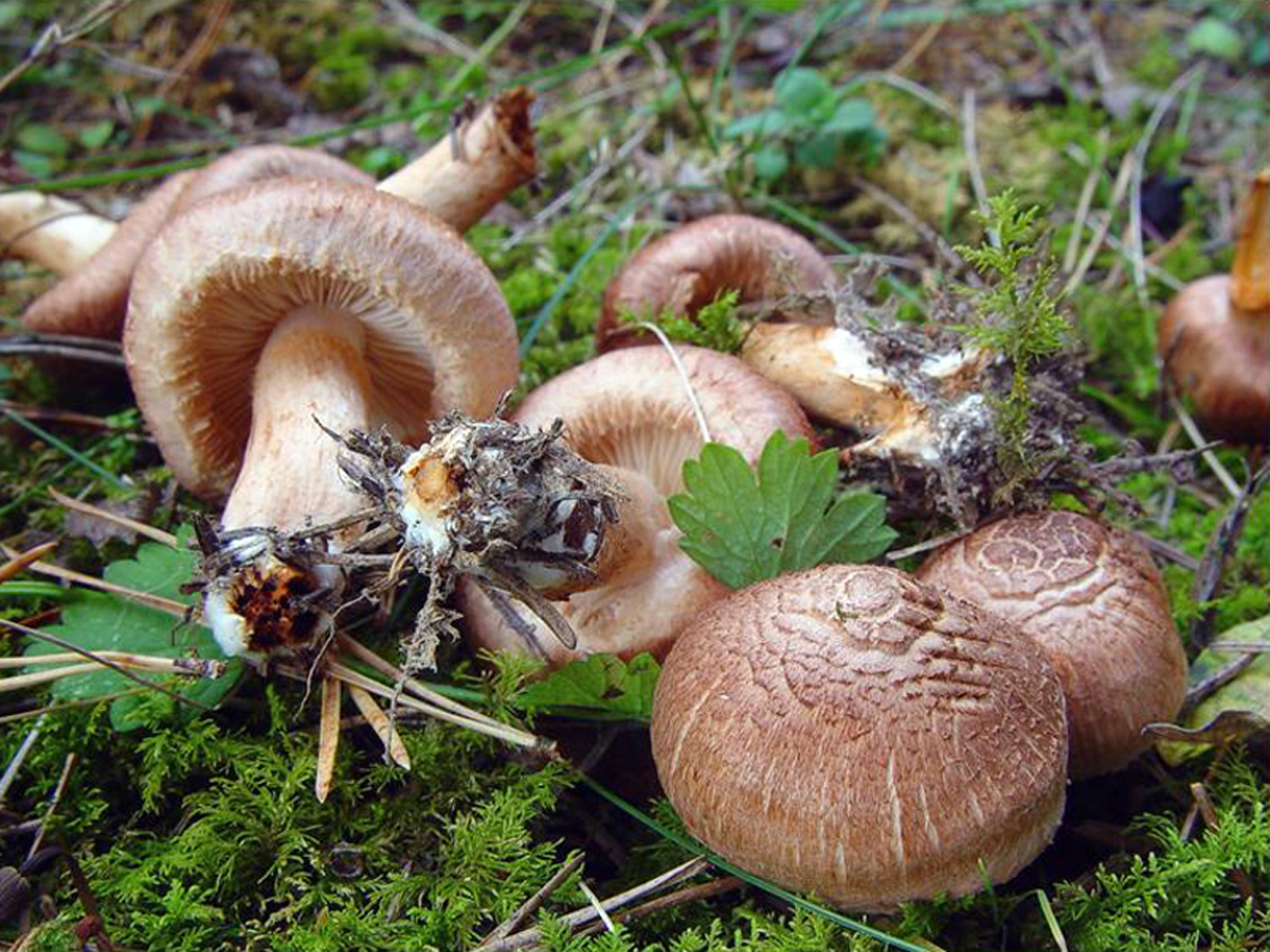 Bärtiger Ritterling — Fotos 2