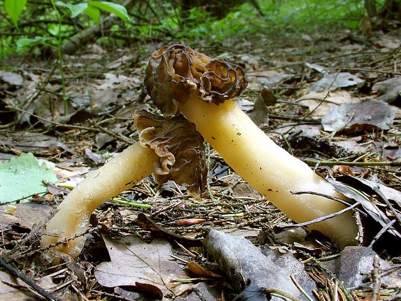 Early false morel — Photographs 1