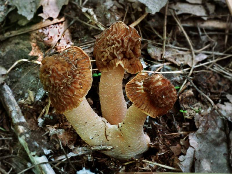 Early false morel — Photographs 2