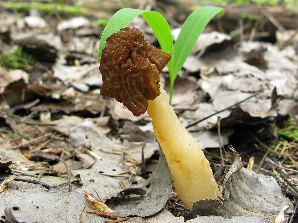 Early false morel — Photographs 3