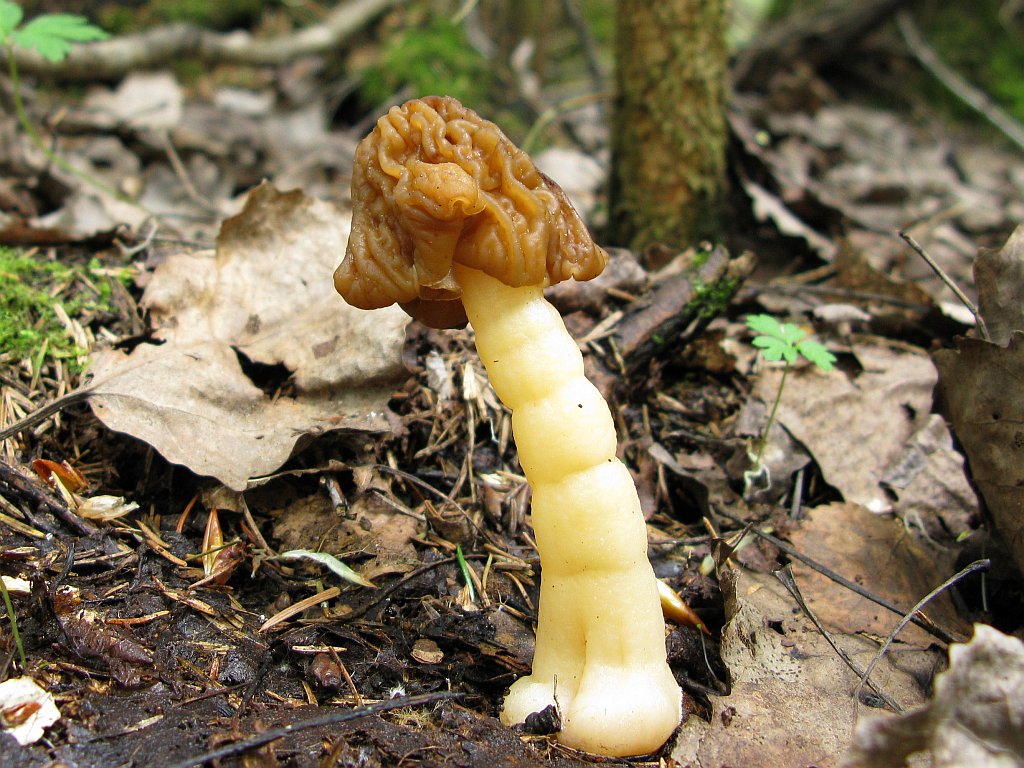 Early false morel — Photographs 4