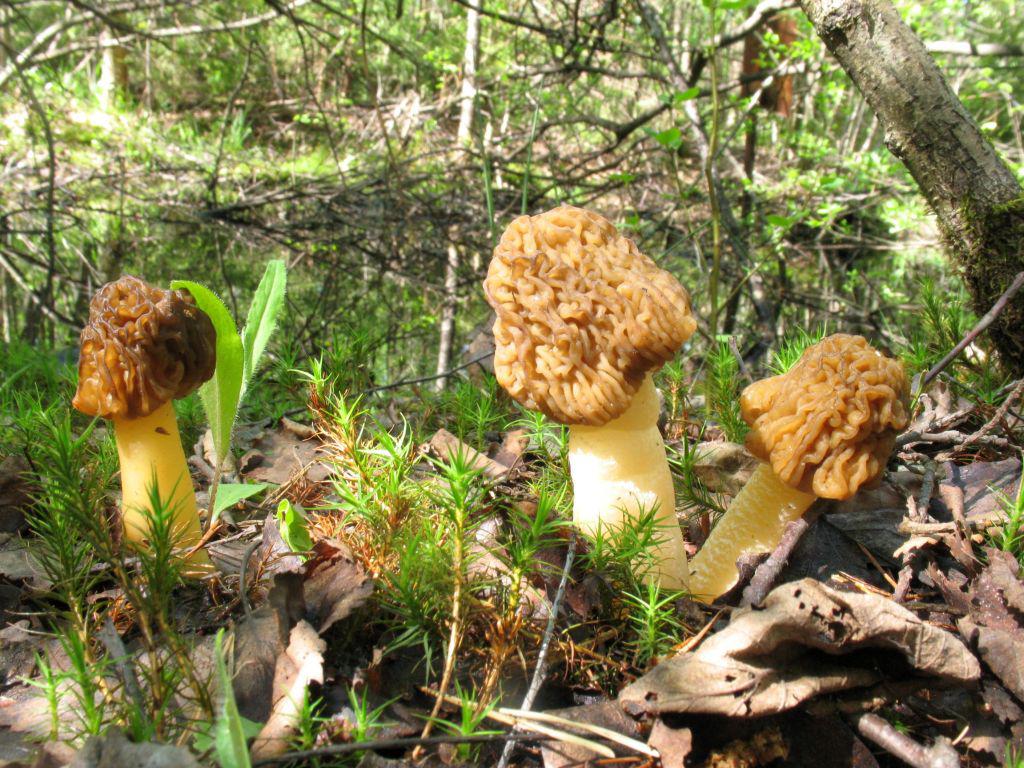 Early false morel — Photographs 5