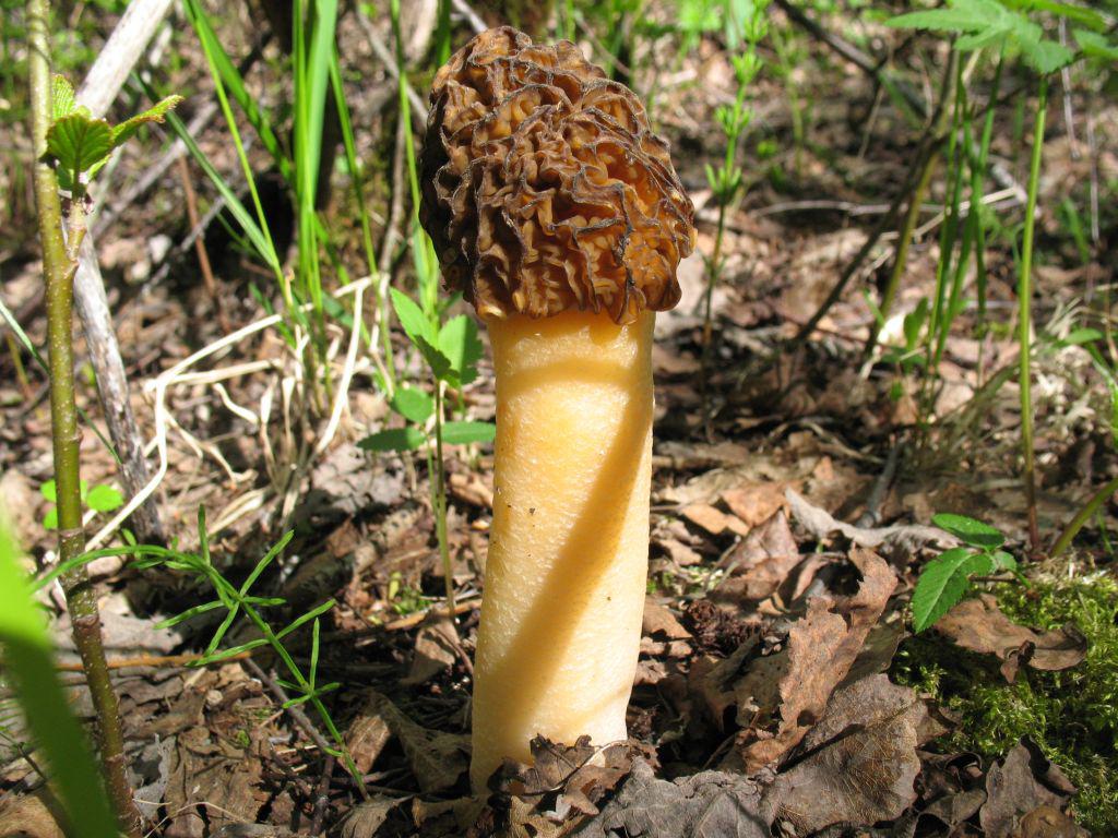 Early false morel — Photographs 6
