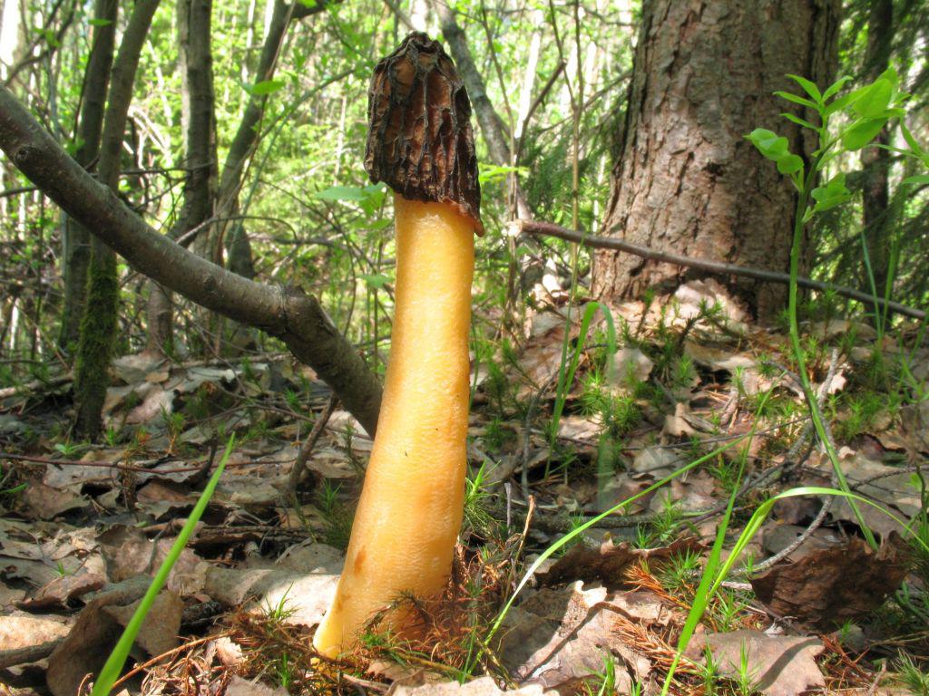Early false morel — Photographs 7
