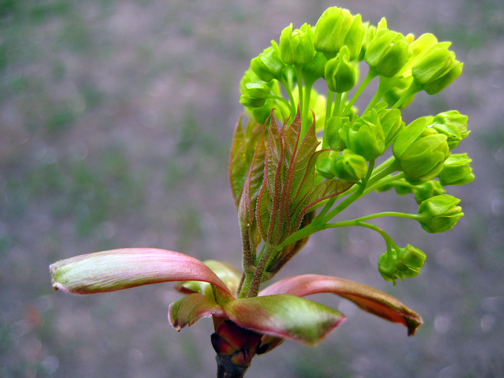 Norway maple — Photographs 1