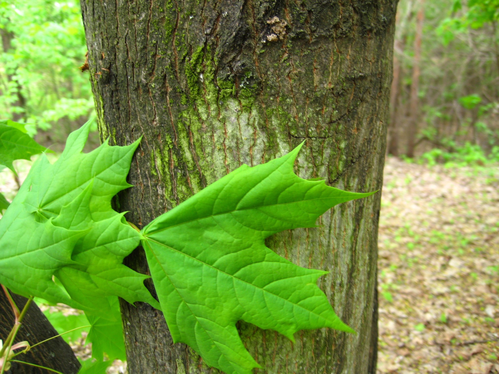 Norway maple — Photographs 2
