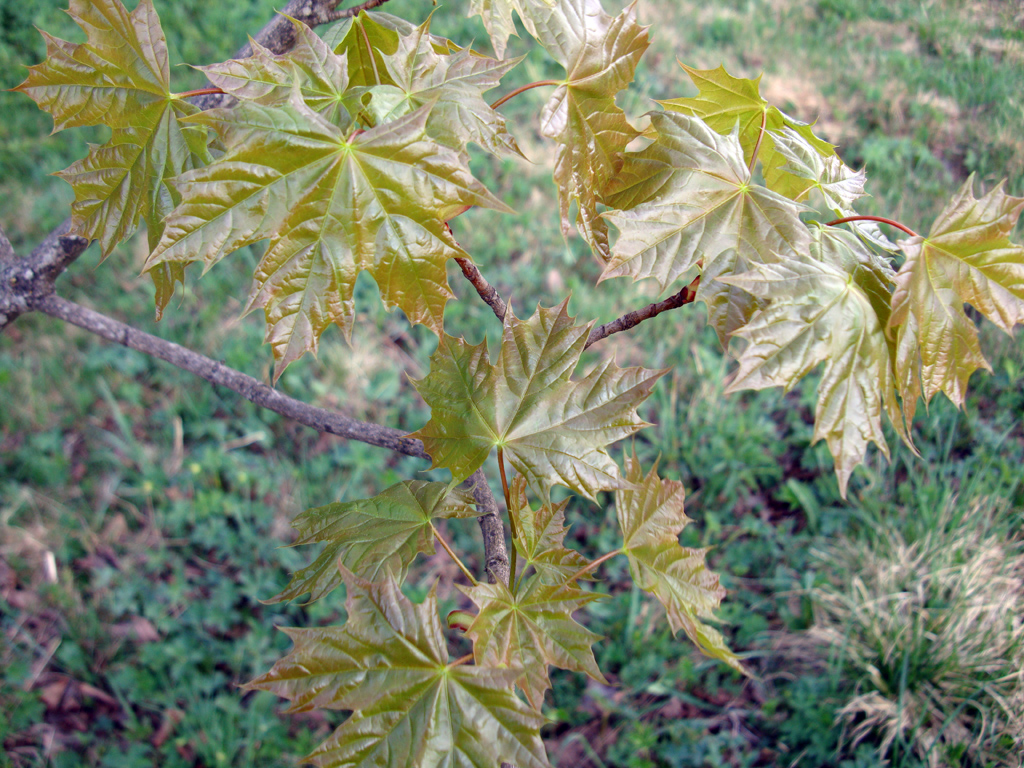 Norway maple — Photographs 3