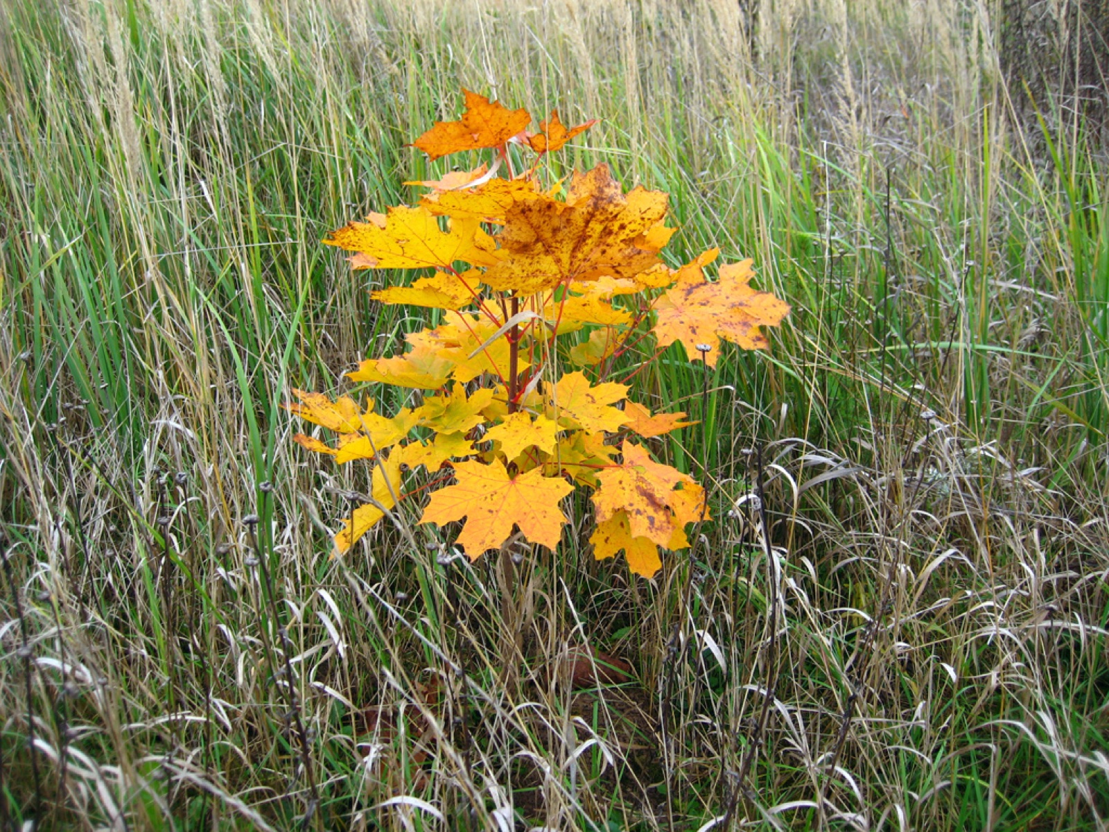 Norway maple — Photographs 4