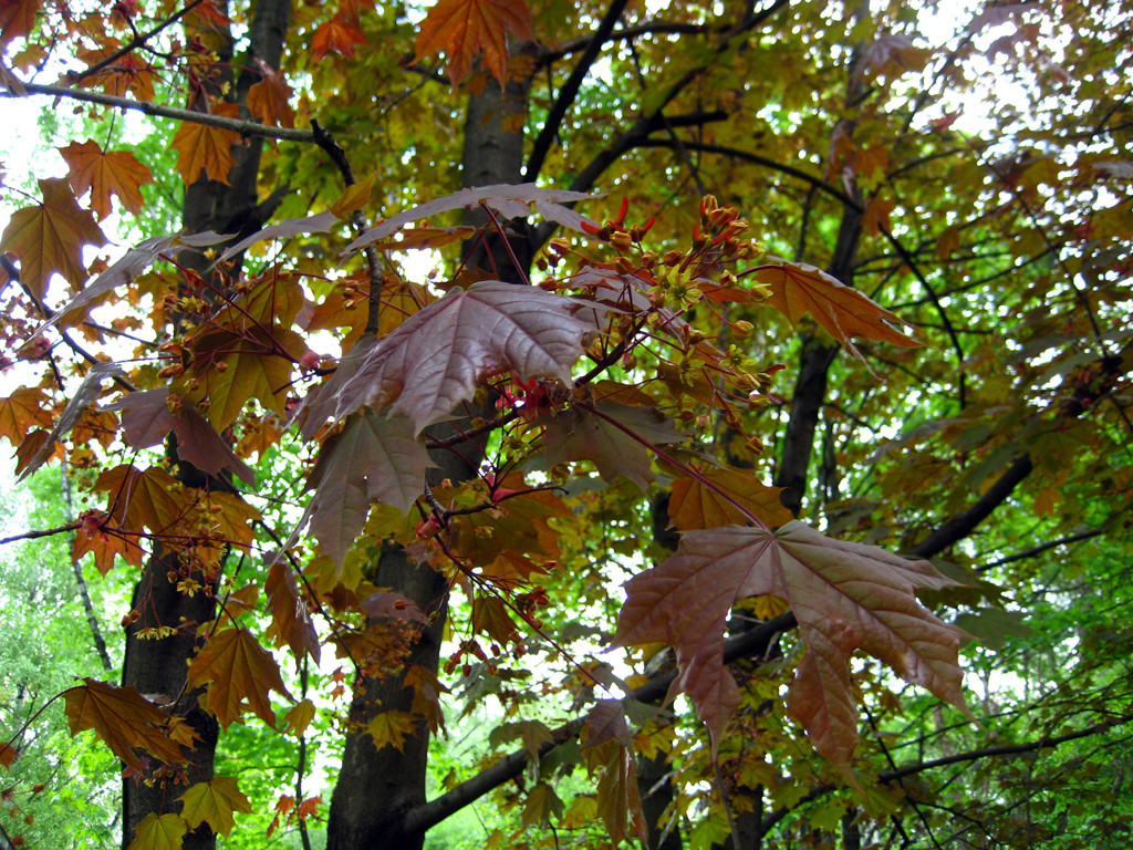 Norway maple — Photographs 5