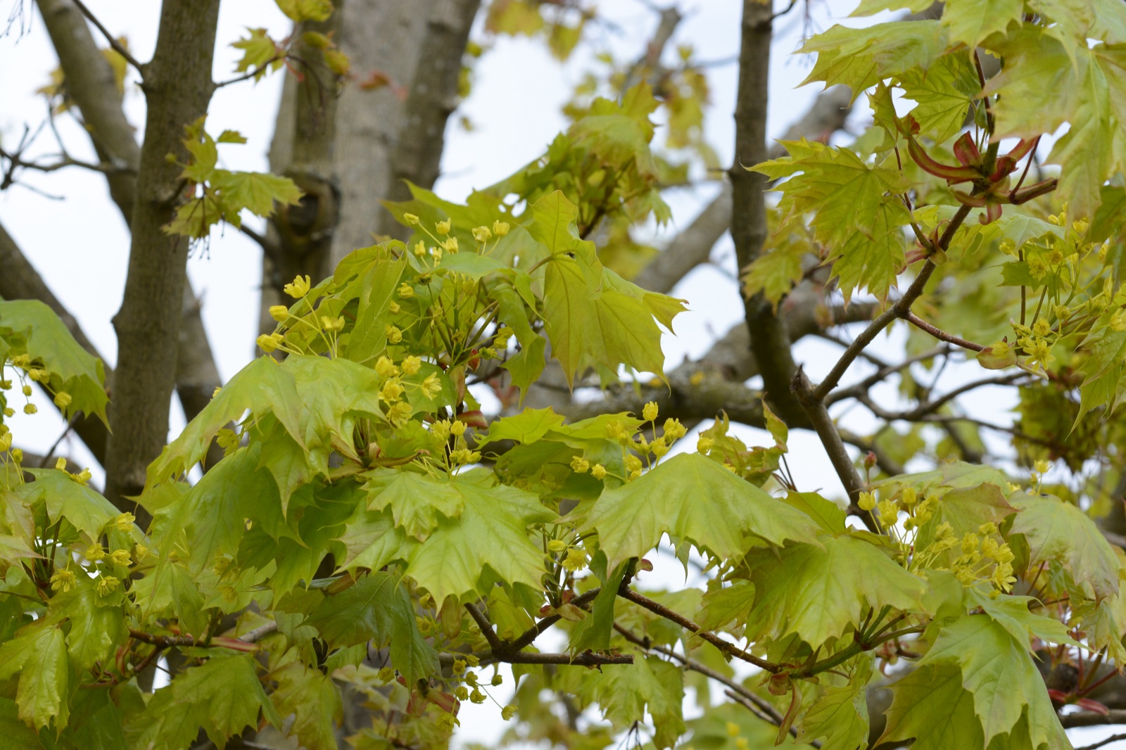 Norway maple — Photographs 6