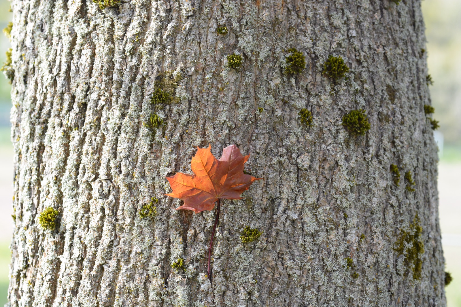 Norway maple — Photographs 7