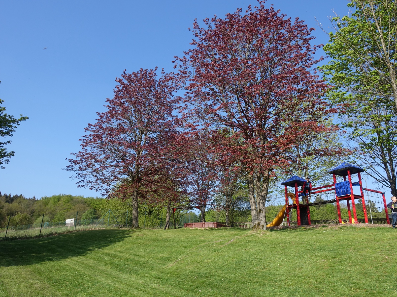 Norway maple — Photographs 8