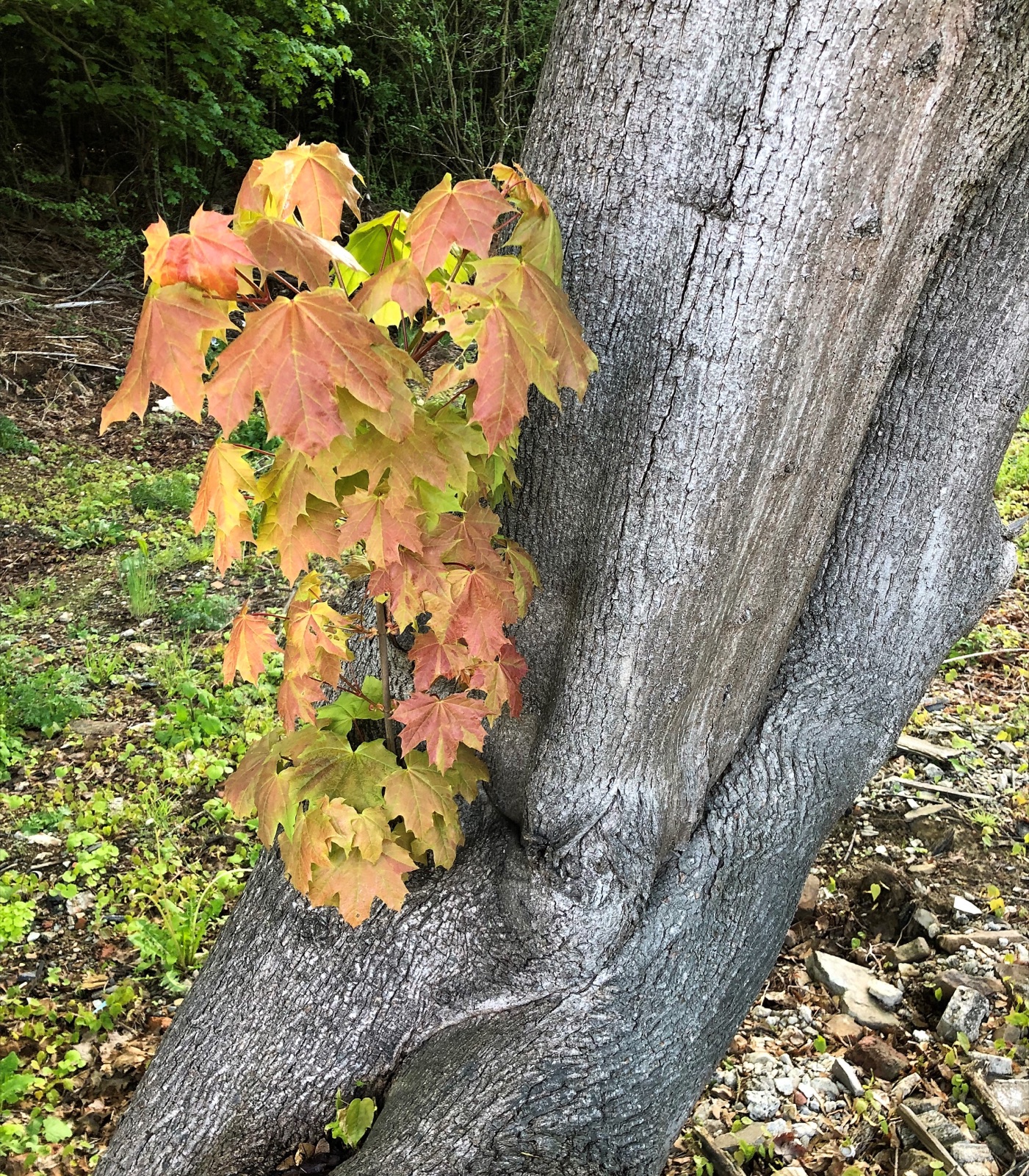 Norway maple — Photographs 9