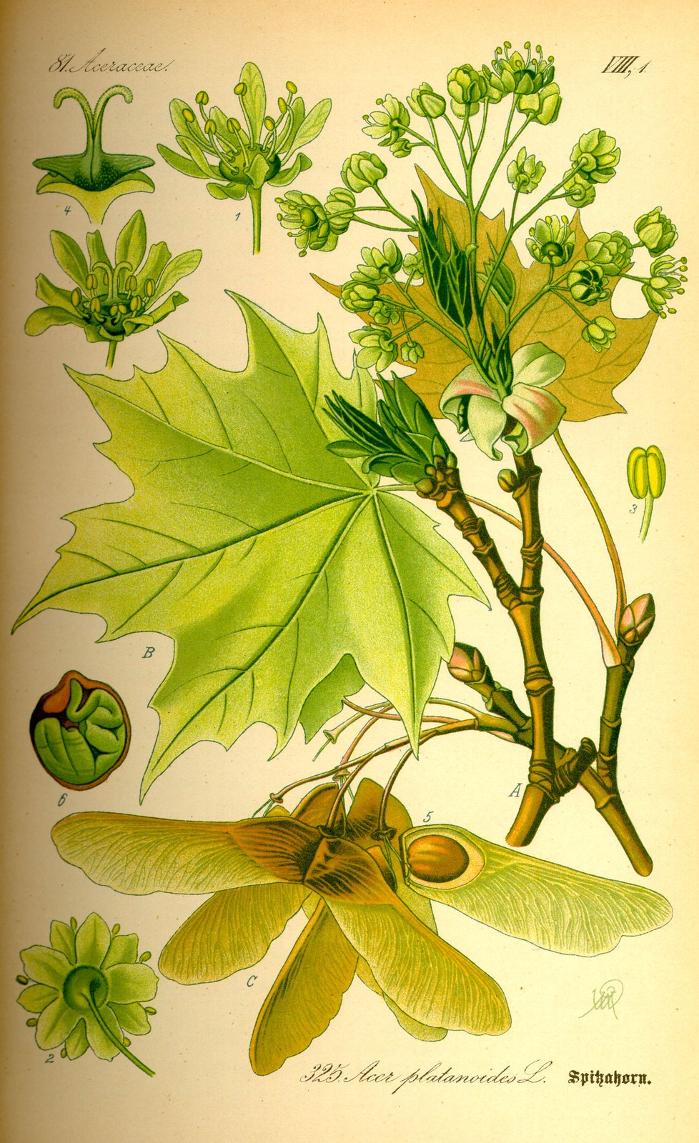 Norway maple — Photographs 10