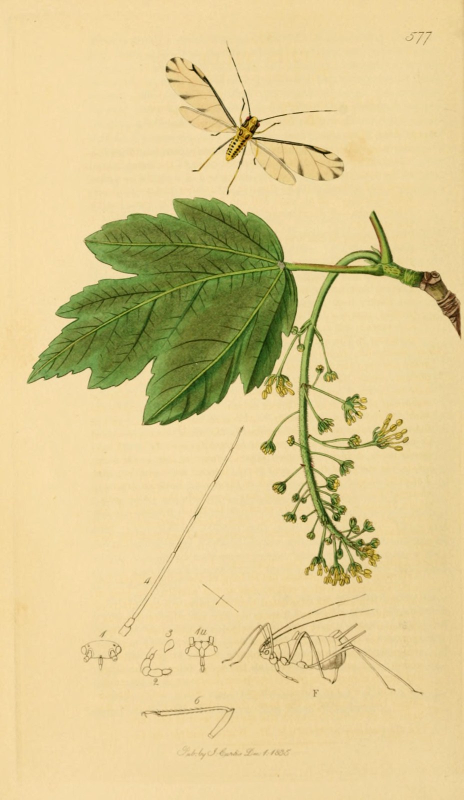 Bergahorn — Fotos 2