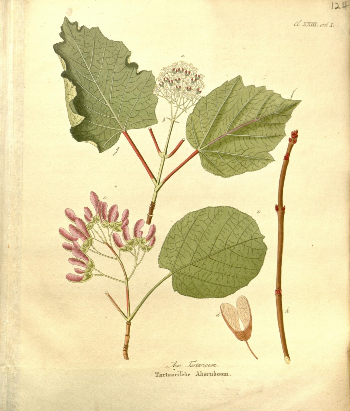 Tatarischer Steppen-Ahorn — Fotos 2