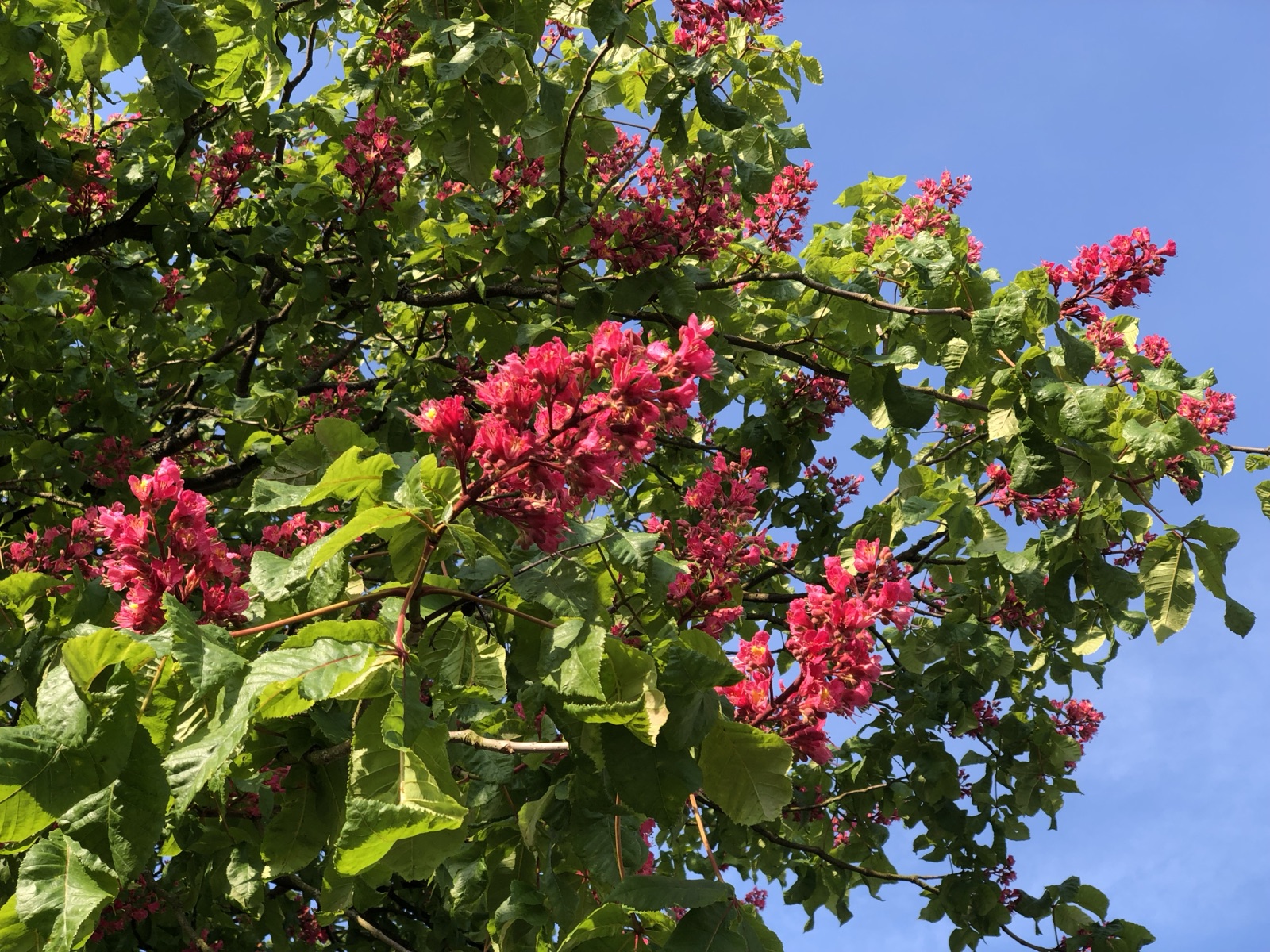 Red horse-chestnut — Photographs 1